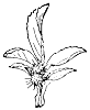gall_1_th.gif