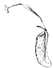 pitcher-plant_2_th.gif