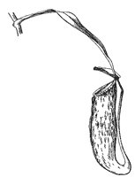 pitcher-plant_2_sm.gif