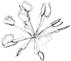 venus-flytrap_1_th.gif