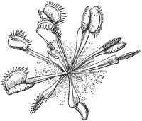 venus-flytrap_1_sm.gif