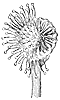 sundew_1_th.gif