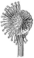 sundew_1_md.gif