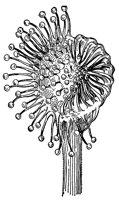 sundew_1_lg.gif