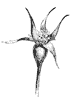 stylized-rosebud_1_th.gif
