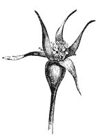 stylized-rosebud_1_sm.gif