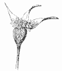 stylized-rosebud_2_th.gif