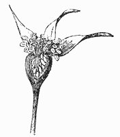 stylized-rosebud_2_sm.gif