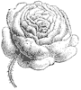 stylized-rose_1_th.gif