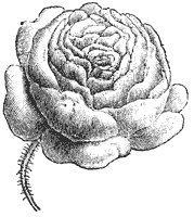 stylized-rose_1_sm.gif