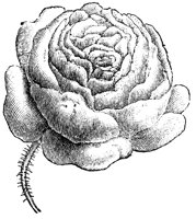 stylized-rose_1_lg.gif