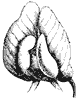 stylized-flower_1_th.gif