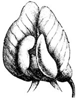 stylized-flower_1_md.gif