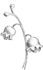 lily-of-the-valley_1_th.gif