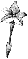 stylized-flower_2_sm.gif