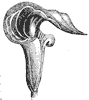 jack-in-the-pulpit_1_th.gif