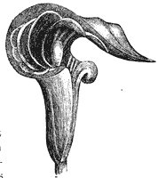 jack-in-the-pulpit_1_sm.gif