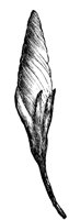 morning-glory-bud_1_md.gif