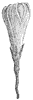morning-glory-bud_2_th.gif