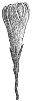 morning-glory-bud_2_md.gif