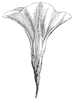morning-glory_1_th.gif