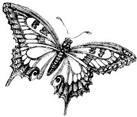 butterfly_3_sm.gif