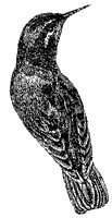 hummingbird_3_sm.gif