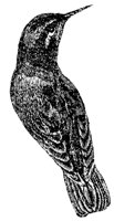 hummingbird_3_md.gif