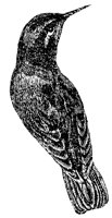 hummingbird_3_lg.gif