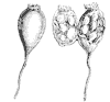 seeds_1_th.gif