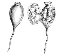 seeds_1_sm.gif