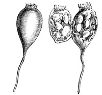 seeds_1_md.gif