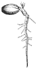 germinating-seed_1_th.gif