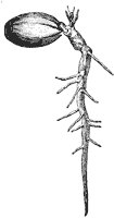 germinating-seed_1_sm.gif