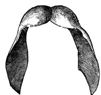 maple-seeds_1_lg.gif