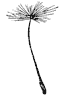 dandelion-seeds_1_th.gif