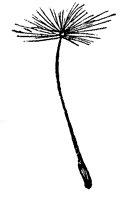 dandelion-seeds_1_sm.gif