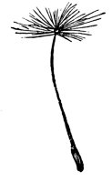 dandelion-seeds_1_lg.gif