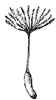 dandelion-seeds_2_th.gif