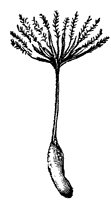 dandelion-seeds_2_sm.gif