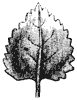 leaf_7_th.gif