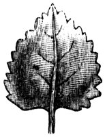 leaf_7_lg.gif