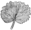 leaf_8_th.gif
