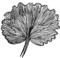 leaf_8_lg.gif