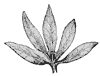 leaf_9_th.gif