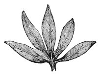 leaf_9_sm.gif