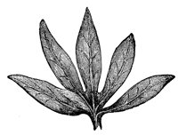 leaf_9_lg.gif