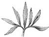leaf_10_th.gif