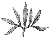 leaf_10_sm.gif
