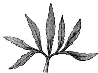 leaf_10_md.gif